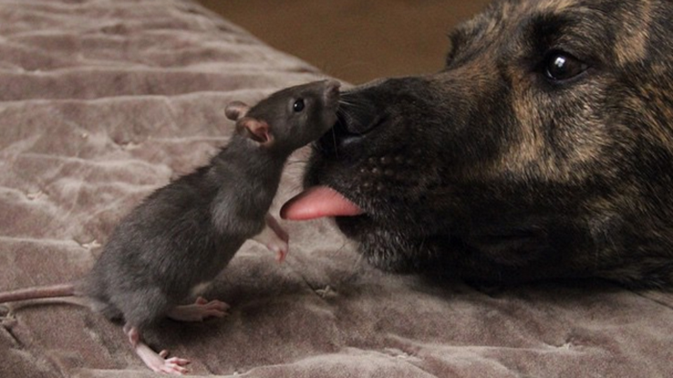 Patkány és kutya között lehet barátság is