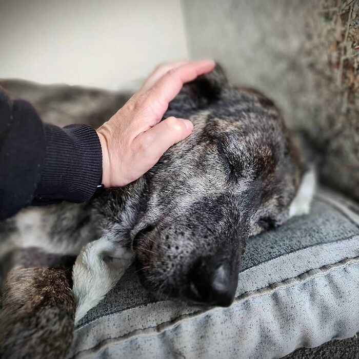 Az idős kutya békésen alszik kényelmes fekhelyén