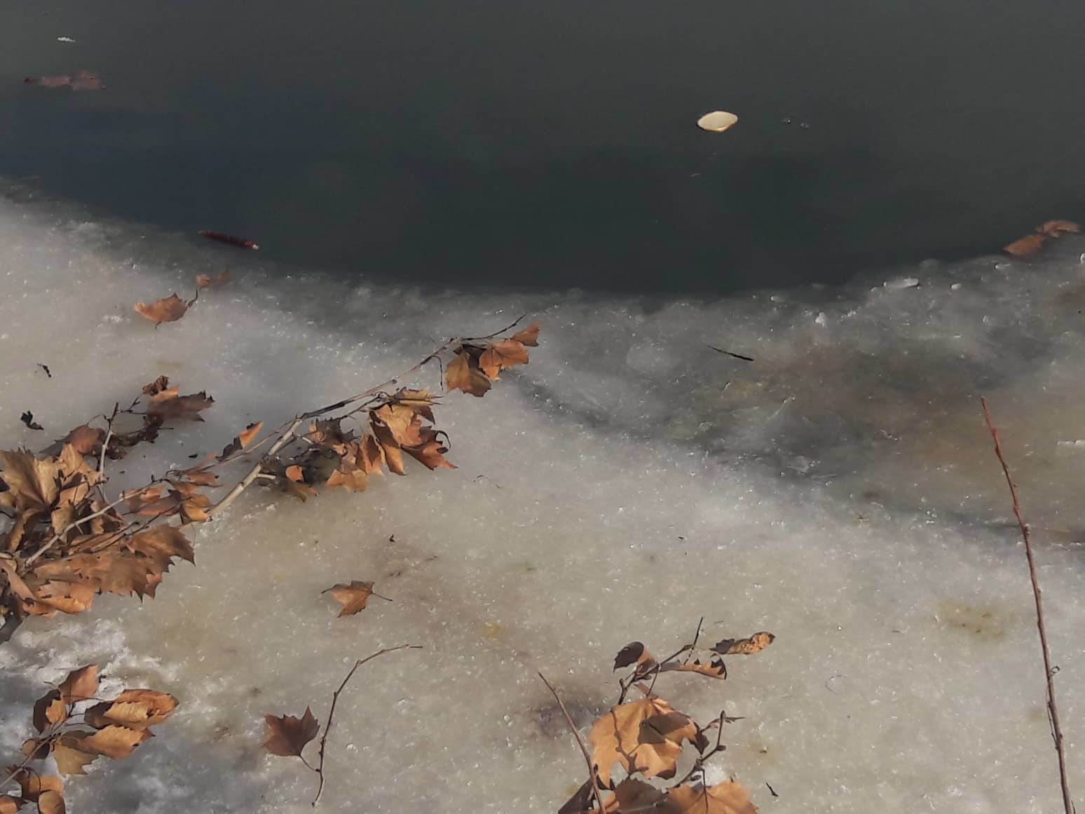 A jeges vízben gyorsan fogyott a kutya ereje
