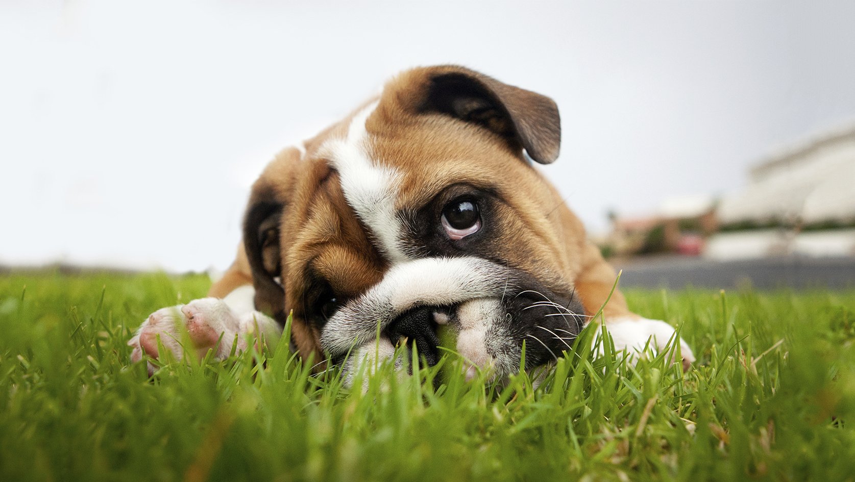 Parkokban, utcákon, de kertekben is eldobálják a kutyáknak szánt mérget