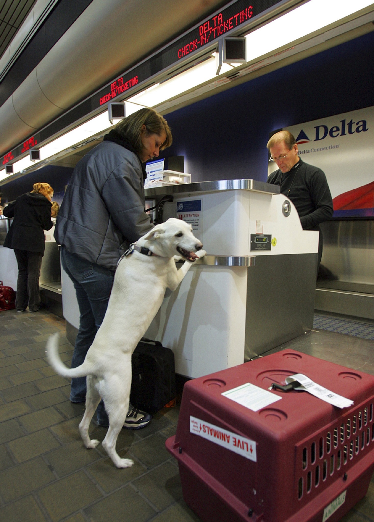 Kutyával a repülőn - regisztráció a légitársaság pultjánál