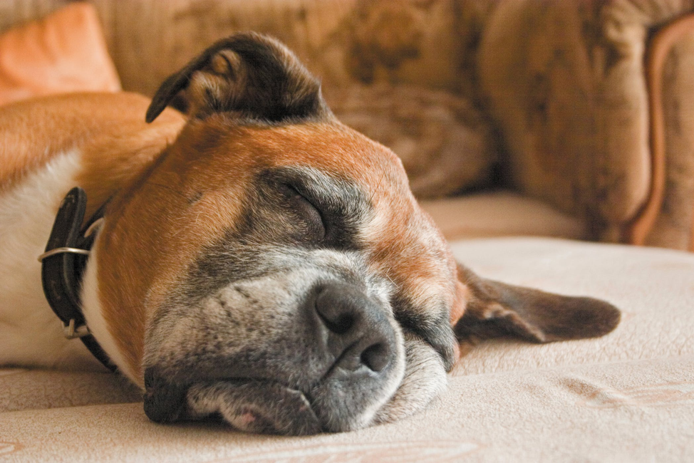 Egy hallássérült kutya megijedhet, ha álmából felriasztják, inkább gyengéd érintéssel ébresztgessük
