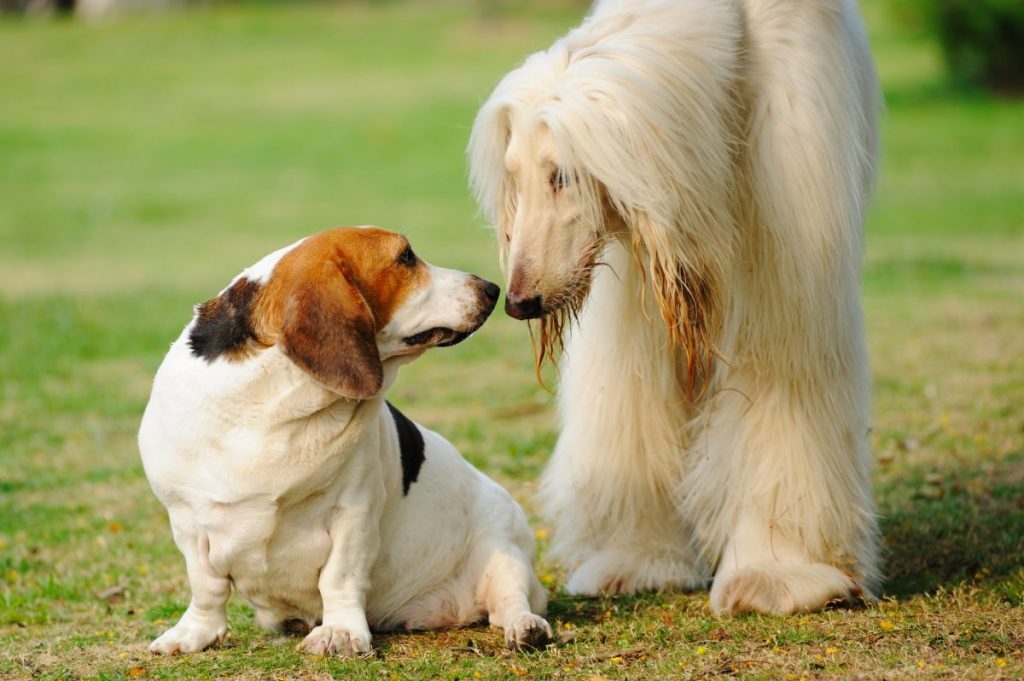 Kennelköhögés - A fertőzéshez elegendő, ha a kutya összeszagol egy fertőzött kutyával