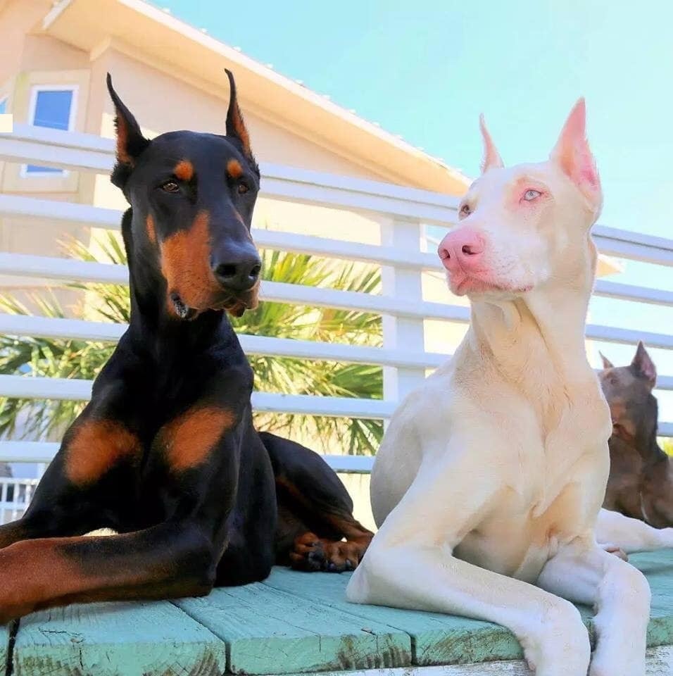 Albínó kutyák - Dobermann és albínó változata