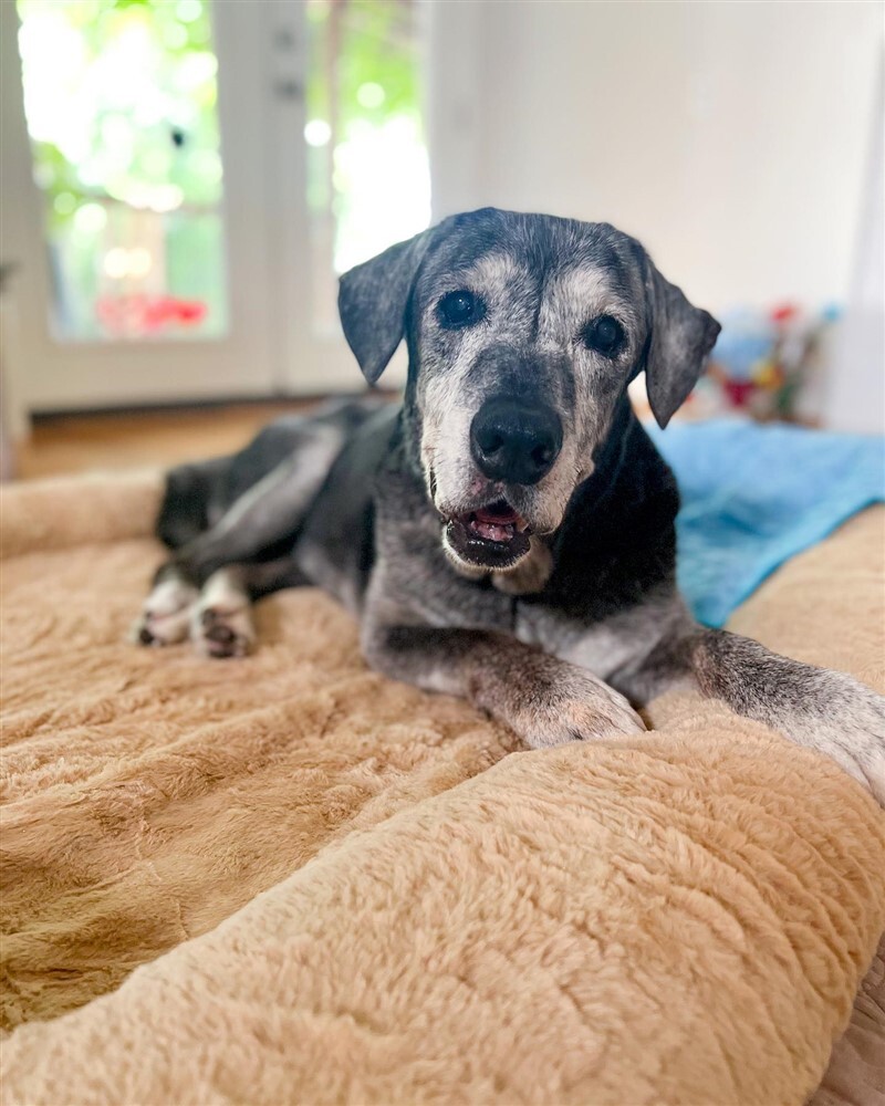 Annie, a 19 éves kutya új otthonában