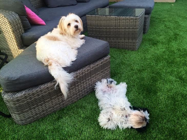 Hörbi és Holly - a kutyák is élvezik a zöld gyepet!