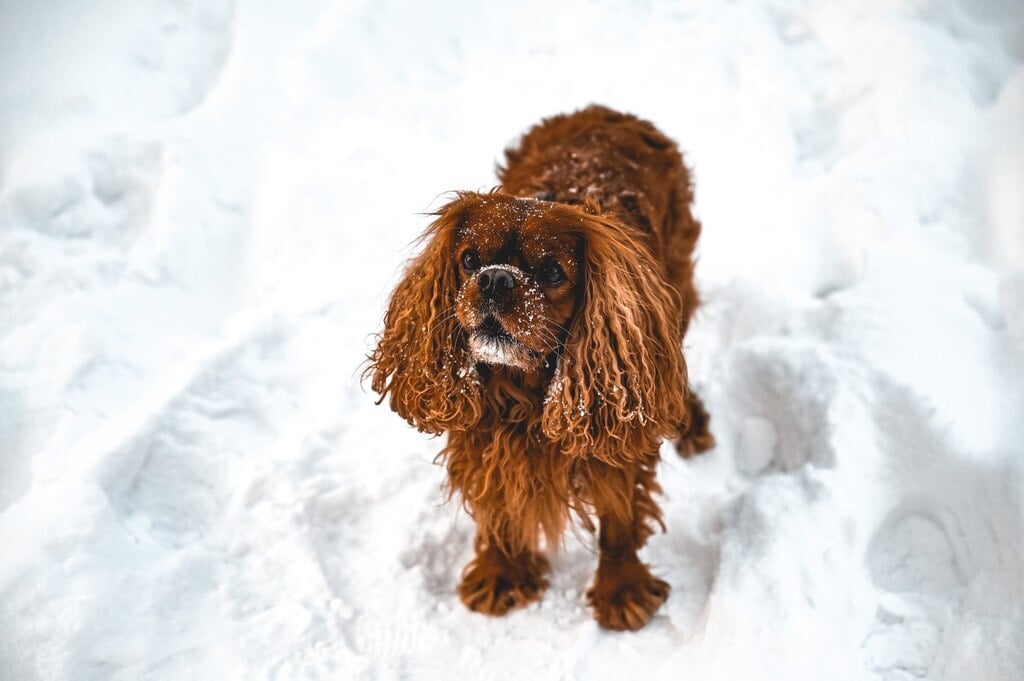 Cavalier King Charles spániel - Ez a fajta is szerepel a dizájner kutyák felmenői között.jpg