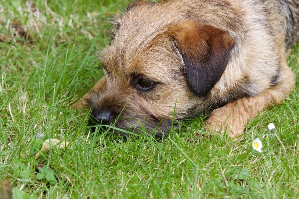 Szén-monoxid mérgezés gyanúja esetén vigyük ki a kutyát a friss levegőre