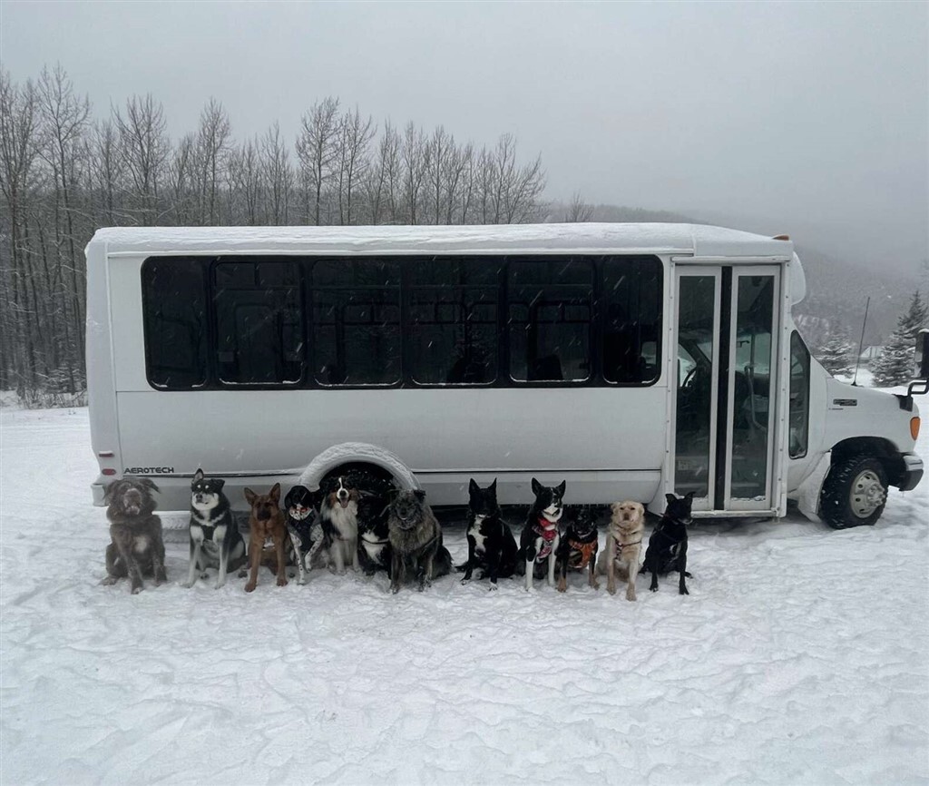 Az alaszkai minibusz és kutyautasai