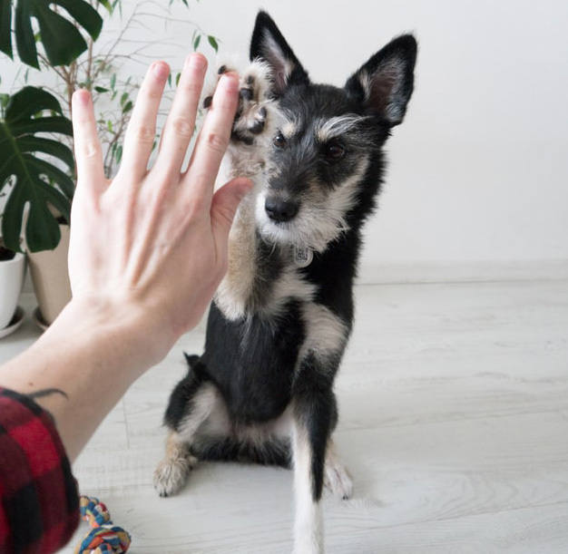 Trükkök tanulásával, gyakorlásával nem csak fizikailag, de mentálisan is fáraszthatjuk kutyánkat lakáson belül is