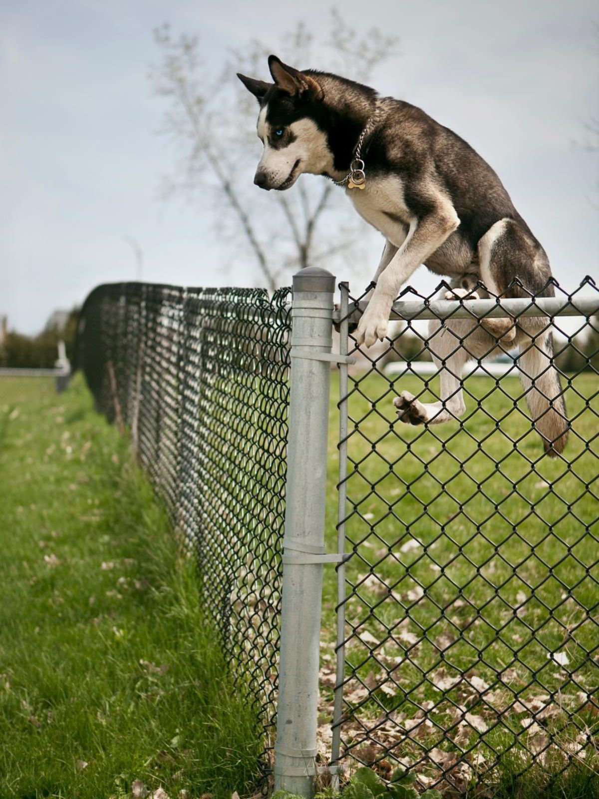 Nem csak átugorják a kutyák a kerítést: képesek megtanulni mászni rajta
