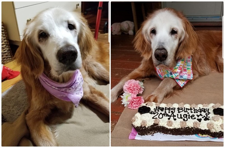 August, a világ legidősebb golden retrievere kutyabarát tortát kapott születésnapjára
