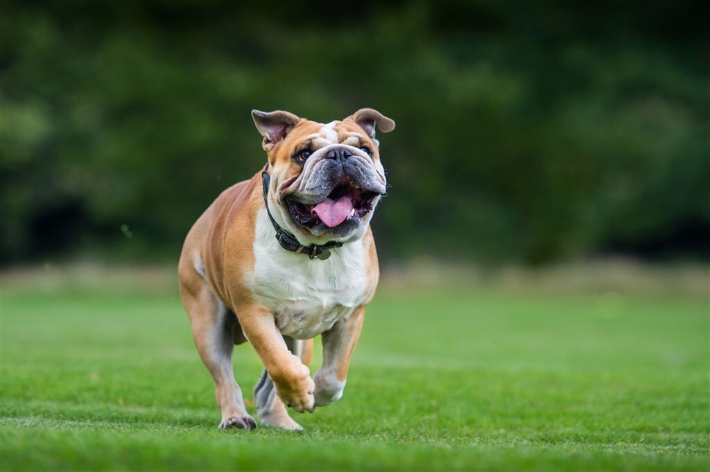 Brachycephal fajták - A testmozgás fokozott kockázattal járhat, nagyobb terhet ró a kutya szervezetére