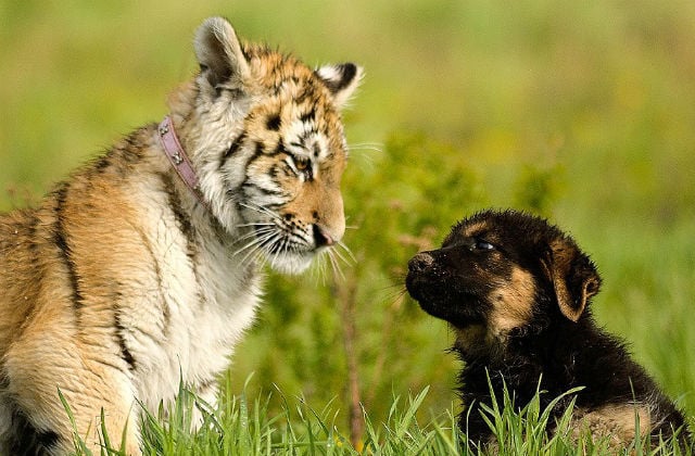 Kölyökbarátság - Suria, a szibériai tigris nőstény és Hugo, a német juhászkutya