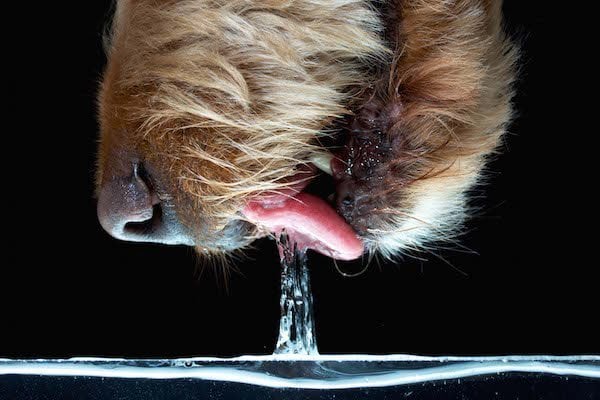 Lefetyelés közben egy vízoszlop képződik a vízfelület és a kutya szája között