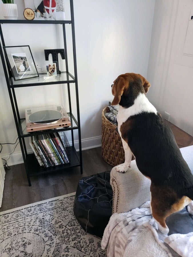 A beagle egyre csak nézte elhunyt barátja fényképét