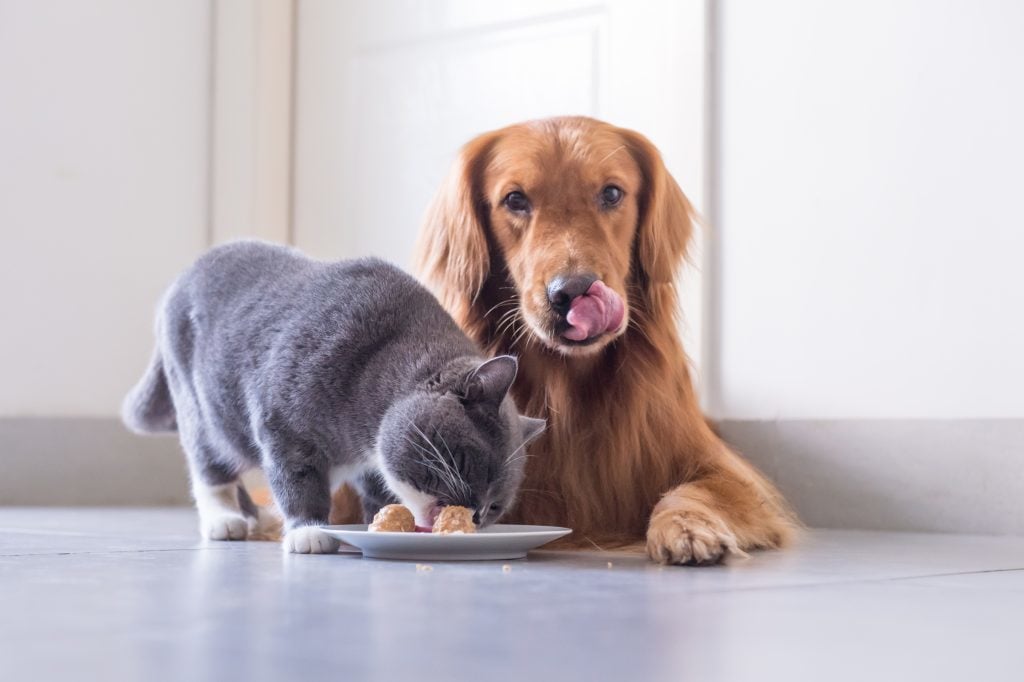 Nem eszik a kutya? A háztartásban élő másik kutya vagy macska jelenléte is zavarhatja