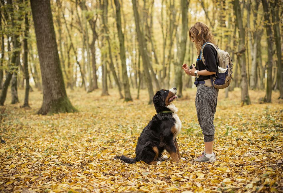 Séta az őszi erdőben, tanulás egy békés helyen - erősíti kutya és gazdi kapcsolatát