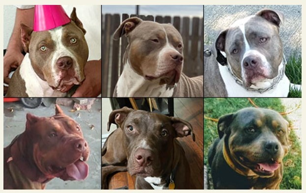 pitbull pitbull