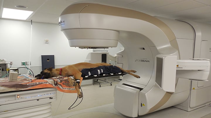 Daganatos kutyák számára is elérhető a sugárterápiás kezelés