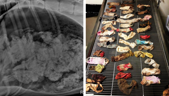 Oregon, USA (2014) - 43 és fél pár zoknit távolítottak el egy német dog gyomrából 