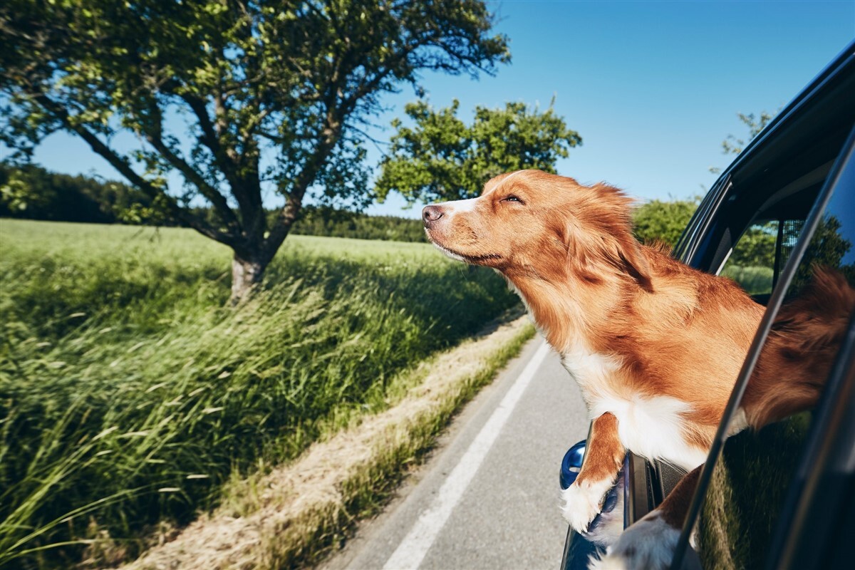 Floridában többé nem engednék meg, hogy autózás közben a kutyák kidughassák fejüket az ablakon