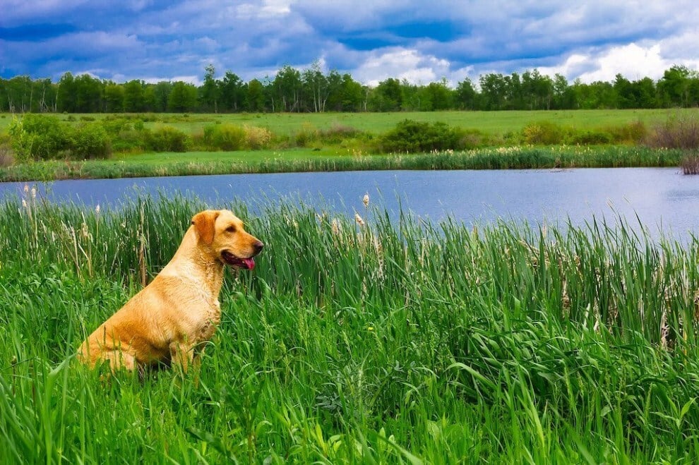 Kullancsbénulás kutyáknál - Magas fűben, vízpartokon is fontos a folyamatos védelem