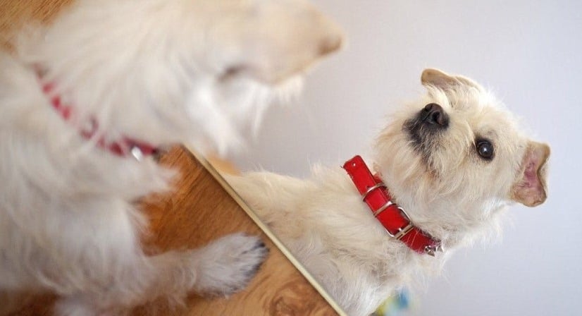 Egyes kutyák nagyon érdekesnek találják tükörképüket