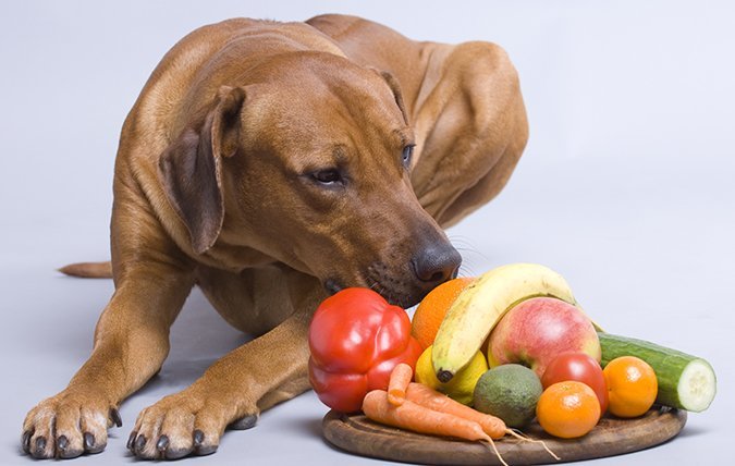 Rostban gazdag zöldségek és gyümölcsök hozzáadása kutyánk étrendjéhez - amennyiben szükséges
