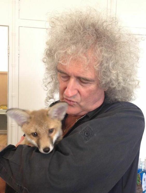 Brian May és egy kölyök róka Brian May és egy kölyök róka