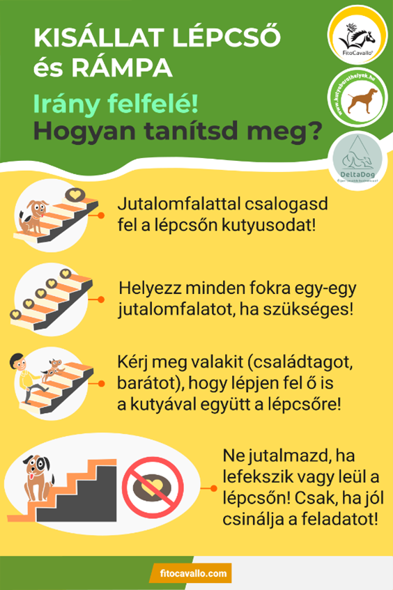 Kisállat rámpa és lépcső - tanítás felfelé