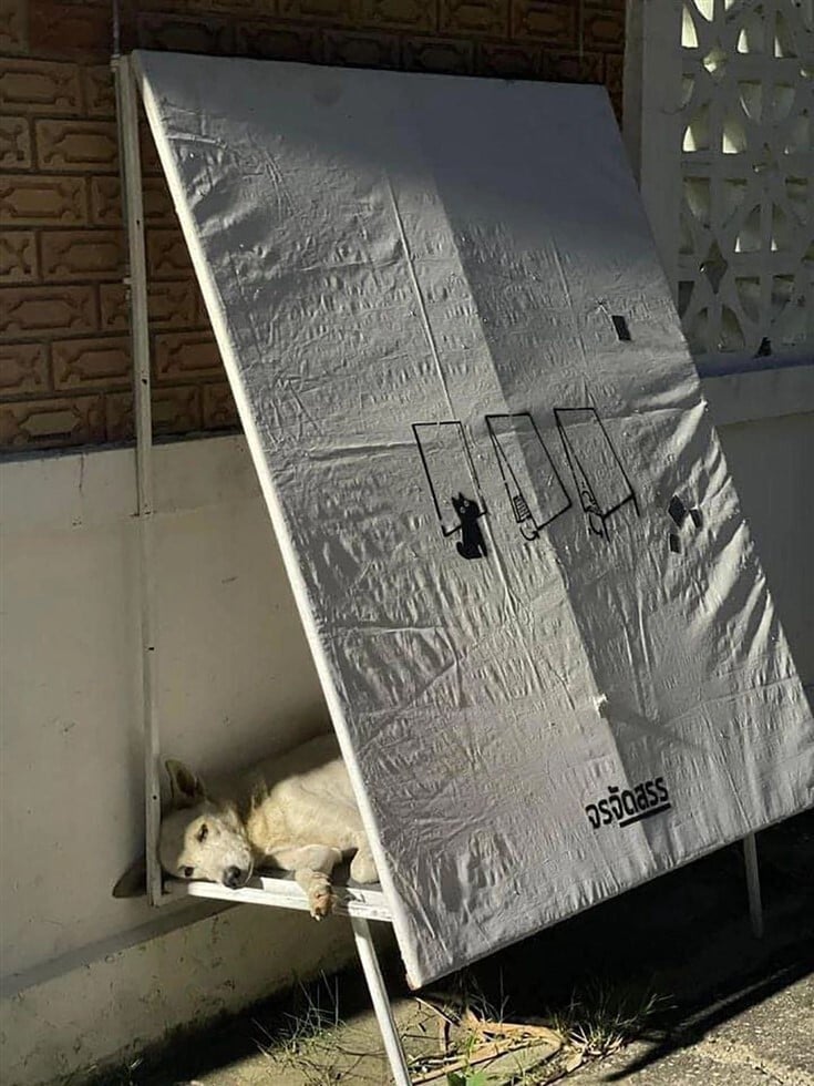 Kreatív megoldás - Leselejtezett hirdetőtáblákból készítenek pihenőhelyeket kóbor kutyáknak.jpg