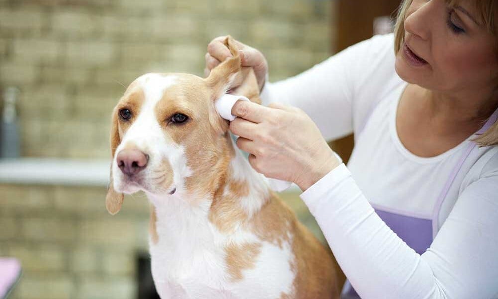 Fültisztítás okosan - praktikus útmutató a kutya fülápolásához
