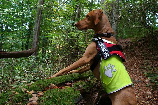 Kutyaséta az erdőben - legyünk szabályosak!