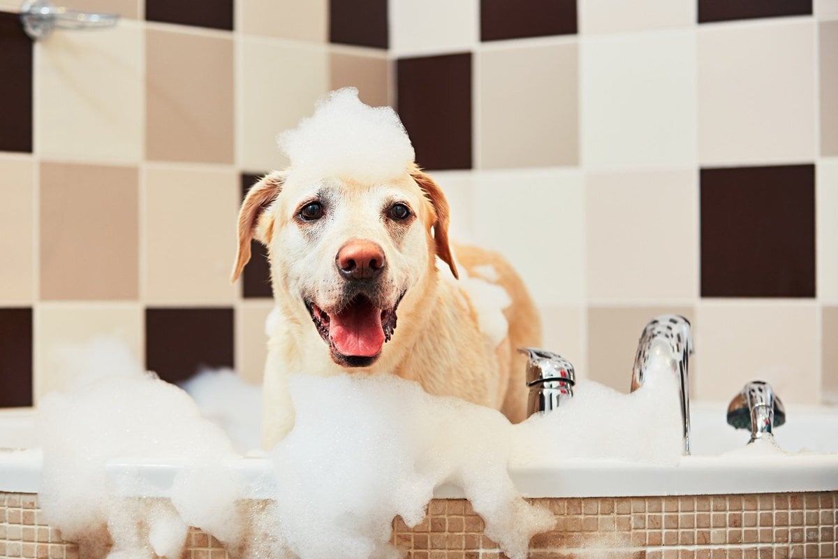 A legtöbb kutya nem szereti a fürdetést, de akadnak kivételek