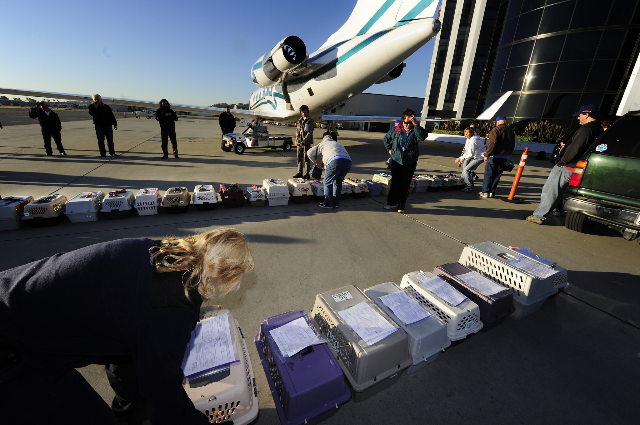 Kisállatszállítás repülőgépen - a személyzet tagjai a szállítóboxokat rendezgetik