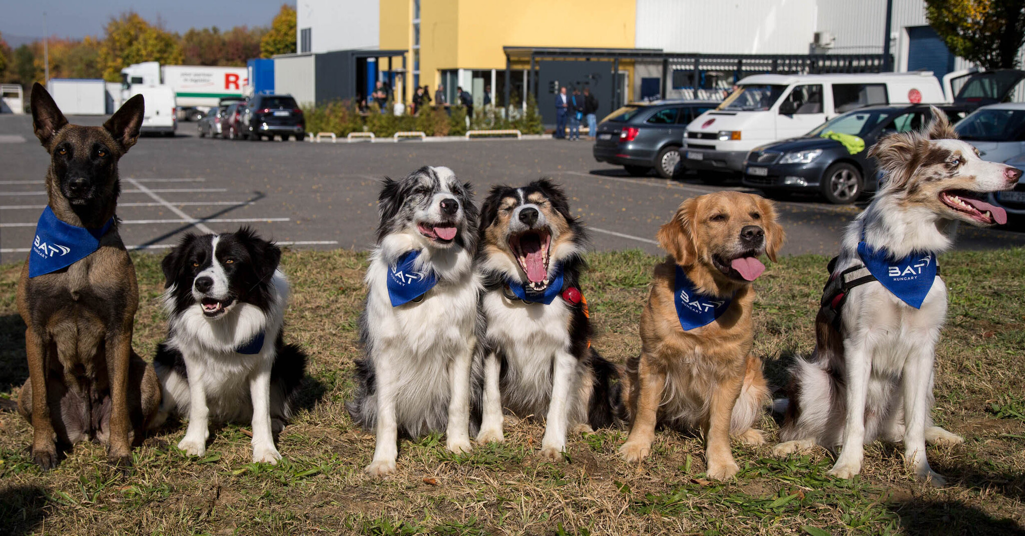 Négylábú hősök: a Pécsi Mentőkutyás Egyesület kutyái