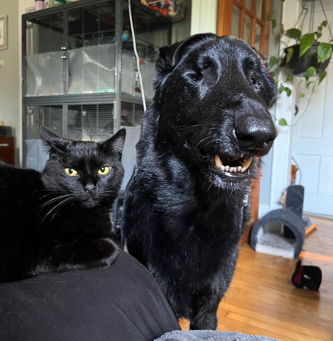 Satin és Blaze - A fekete macska és a vak fekete kutya igaz barátok