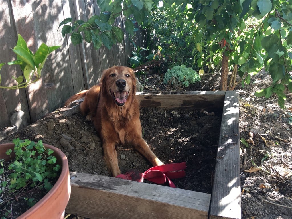 Egy hely, ahol a kutya kedvére áshat