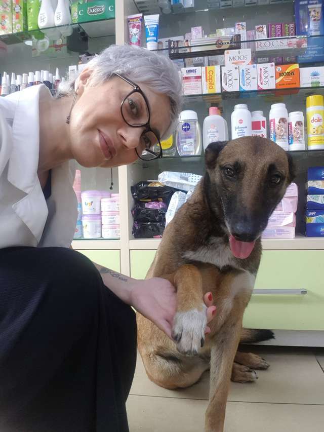 A patikustól kért segítséget a sérült lábú kóbor kutya