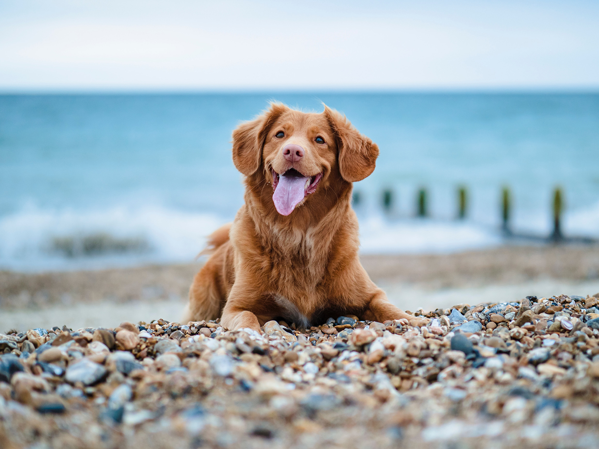 Kutyáink nagyon fotogének tudnak lenni - sokan készítenek is kutyájuknak profilt a közösségi médiában