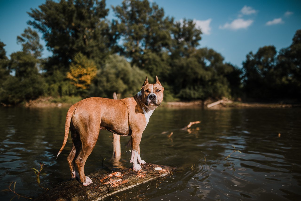 A természetes vizeken meg lehet mártózni kutyával is, amennyiben ezt tábla, kerítés nem tiltja, vagy korlátozza