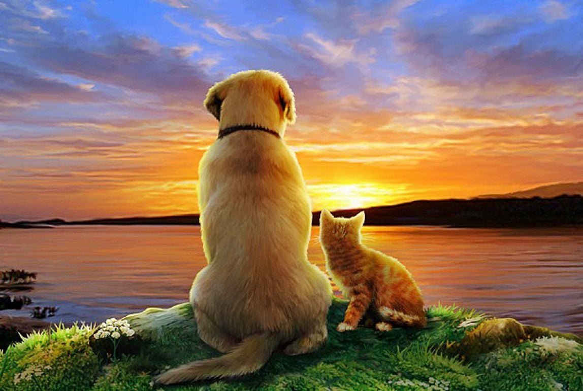 Kutya és cica - barátok a naplementében