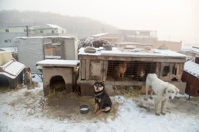 A kemény hideg ellen nem sok védelmet kaptak a kutyák
