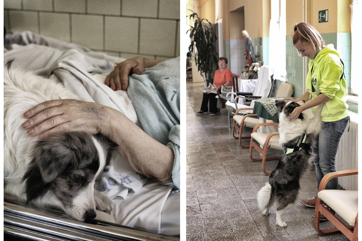 Zoya és Éva az egri kórház hospice osztályára járnak, ahol a terápiás kutya rengeteget segít a betegeknek