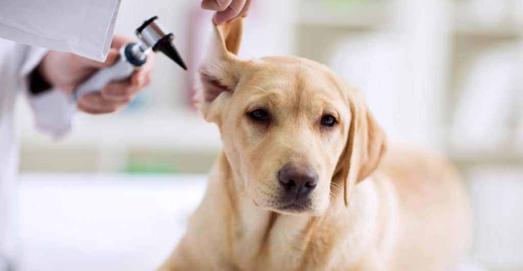 Fülvizsgálat - Kérjük állatorvosunk tanácsát azzal kapcsolatosan, hogyan és milyen gyakran tisztítsuk kutyánk fülét