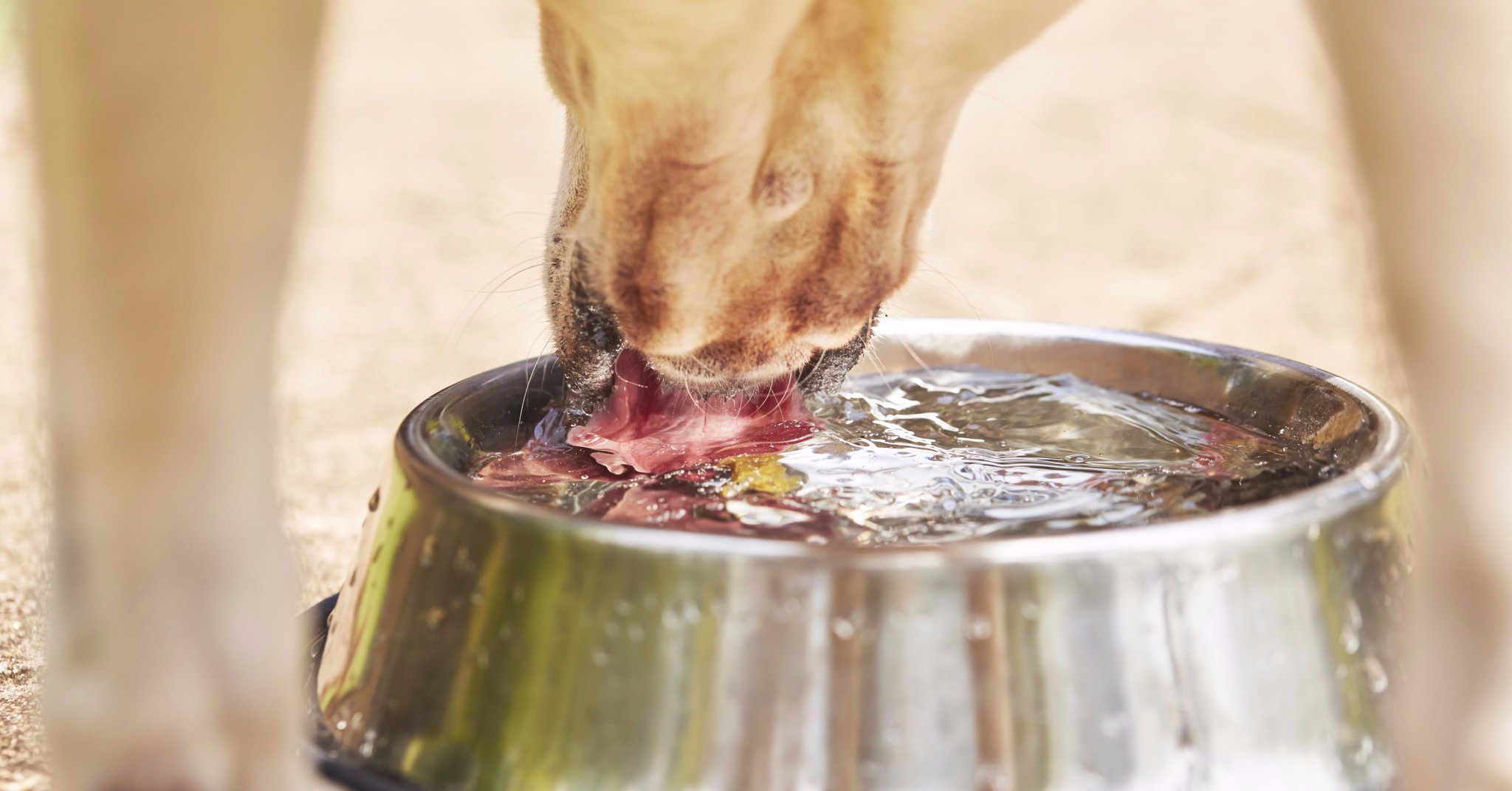 Mindig legyen könnyen elérhető, friss, de nem hideg víz a kutya előtt!