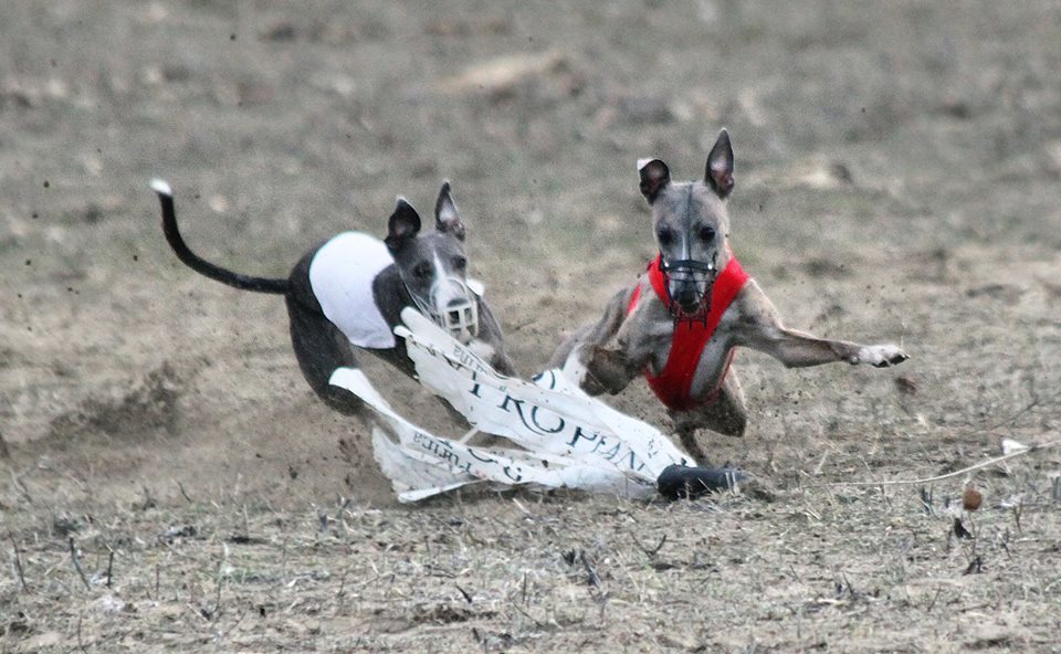 Kölyök & Veterán Coursing Derby / Puppy & Veteran Coursing Derby (CACL)