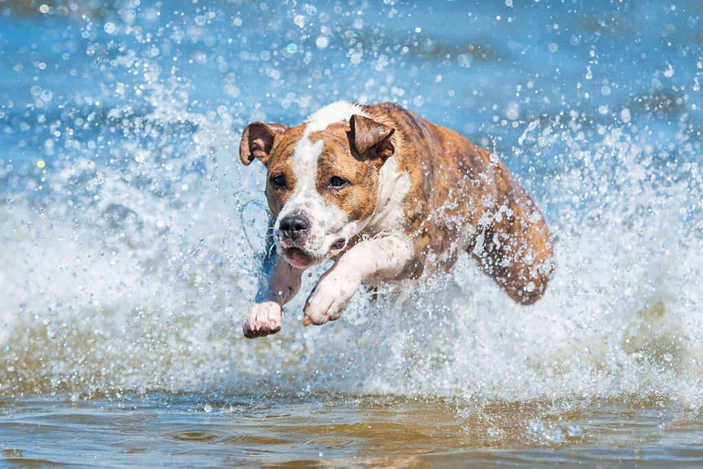 Lehet, hogy eleinte fél a kutya a víztől, de idővel megszereti
