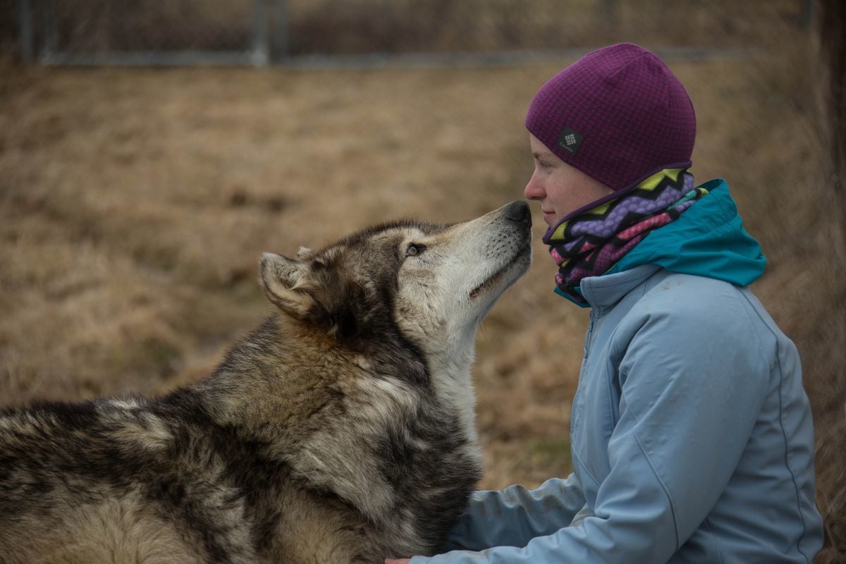 A farkasnak is a génjeiben van kódolva, mennyire barátságos
